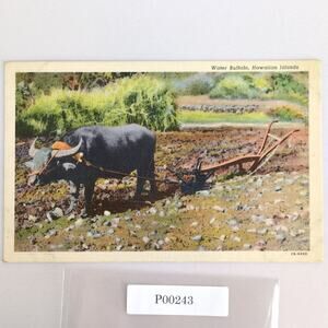 Vintage Water Buffalo Hawaiian Islands Hawaii Linen Postcard 1940s Farming Plow